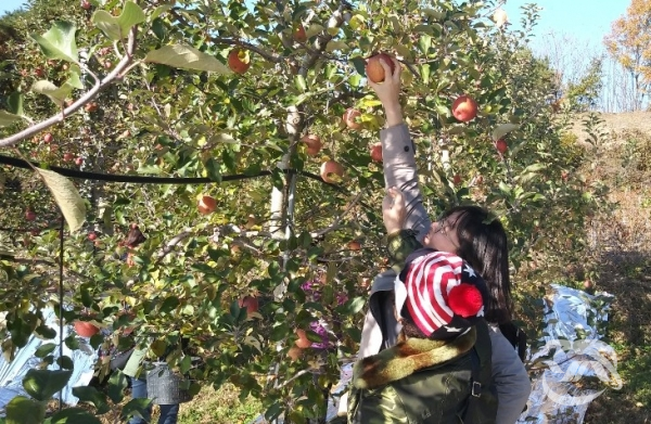 농촌체험활동에서 사과를 따고있는 참가자의 모습