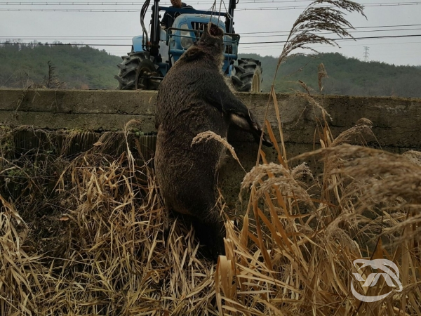 농작물을 파헤쳐 군위 군민들에게 심각한 피해를 주는 멧돼지의 모습