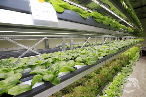 산청군이 스마트 농법을 도입해 어린잎 채소를 생산하는 ‘베이비채소 식물공장’내부 모습