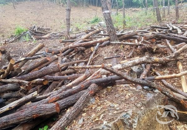 함안군이 숲 가꾸기 사업을 통해 부산물로 나온 땔감용 나무들이다.