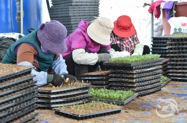 청송군 농업 기술 센터가 신청 접수하고 있는 고추 재배 농가 지원을 위한 고추 육모 