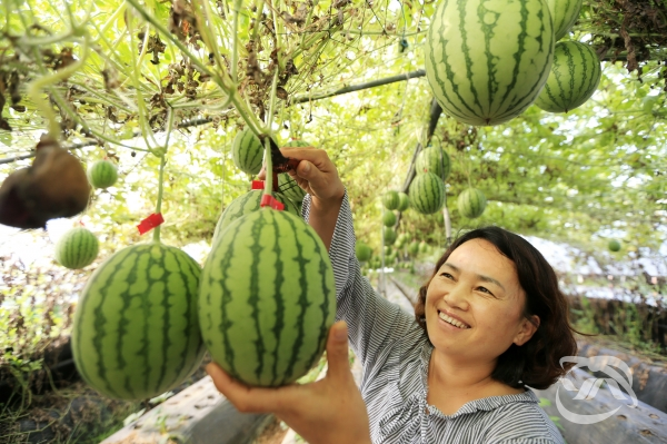 산청군 단성면 농가에서 딸기 후작으로 애플수박을 재배하고 있는 모습