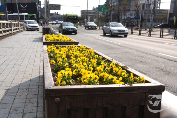 경주시에서 진행하는 봄꽃 식재 사업으로 사적지 주변 대로변에 화분대가 설치되어 있다.