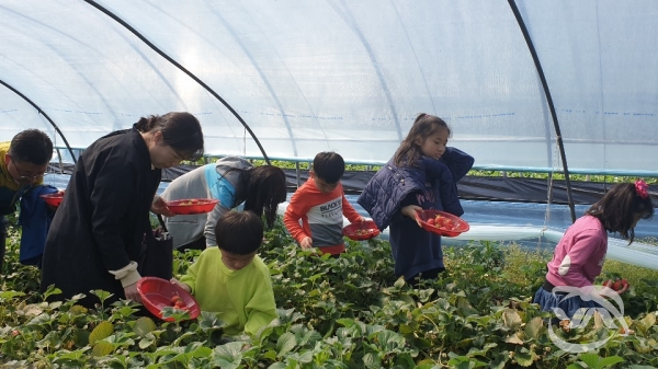 하동군에서 진행한 옥종 북방 딸기체험축제 참가 가족들이 딸기를 수확하고 있다.