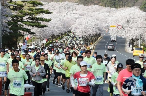 경주벚꽃 마라톤대회 진행중인 모습