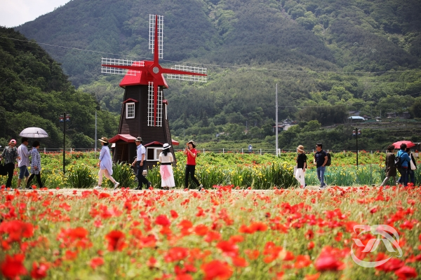 하동군 북천 일대에서 꽃양귀비축제가 개최된다.