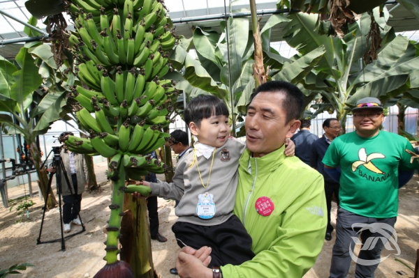 포항시 이강덕 시장이 어린이집 아동과 함께 바나나 수확 체험을 하고 있다.