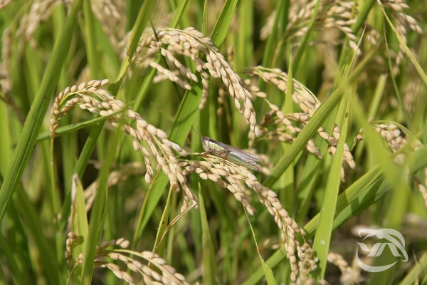 산청군에서 생산되는 친환경 메뚜기 쌀 모습