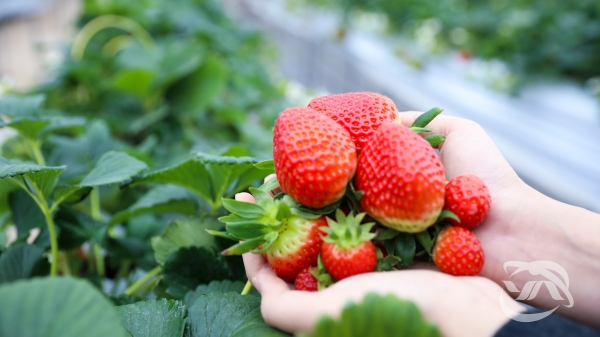 안동에서 생산한 딸기가 러시아 블라디보스토크에 수출